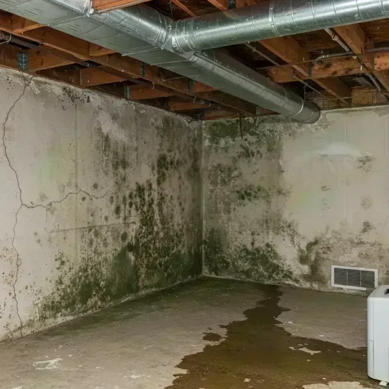 Professional Mold Removal in River Grove, IL